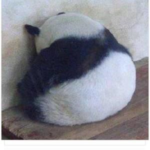 Meet your Posher, Judy